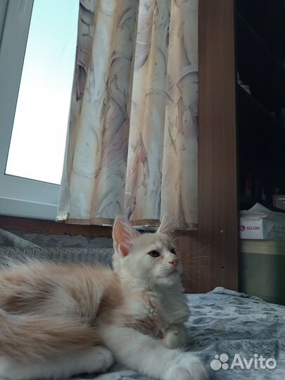 Котята мейн-кун