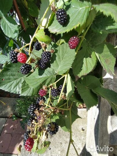 Саженцы Ежемалины