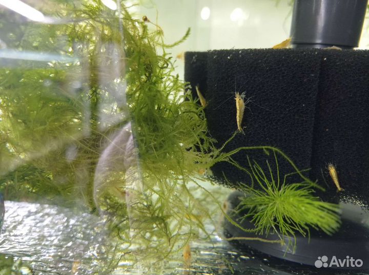 Аквариумные обитатели