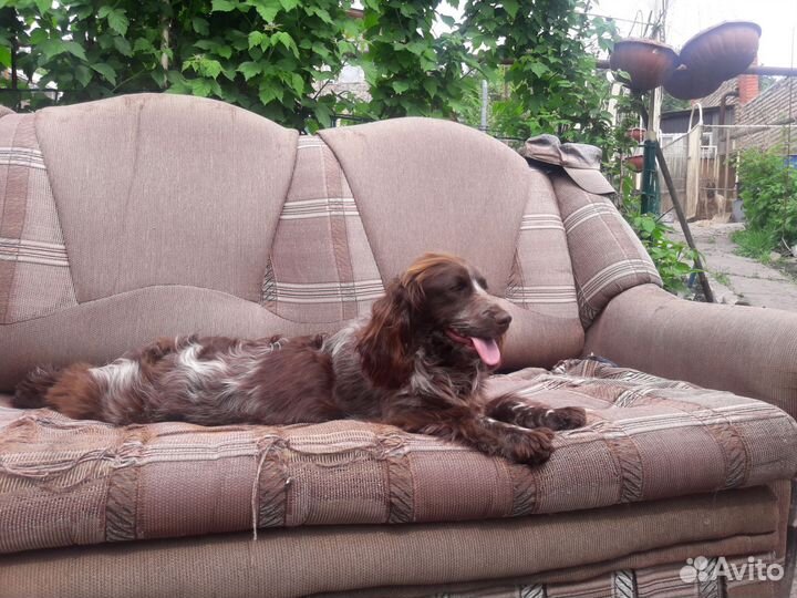 Щенки спаниеля