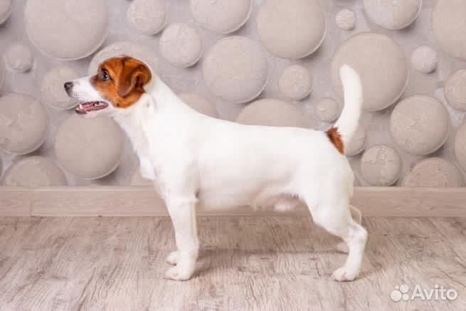Вязка кобель джек рассел