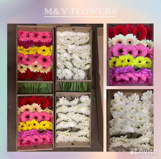 Цветы герберы опт
