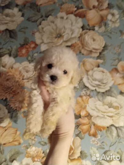 Мальтипу Супер микро Мини ф1f1 Москва