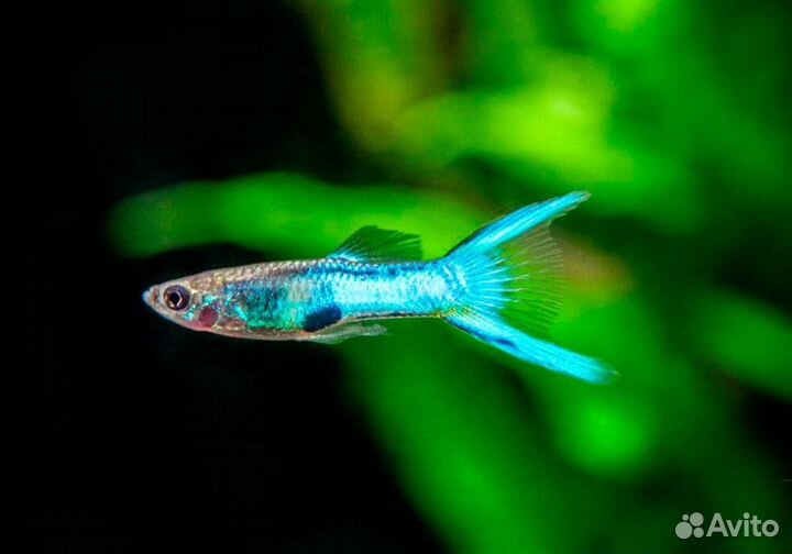 Креветки для аквариума амано и гуппи