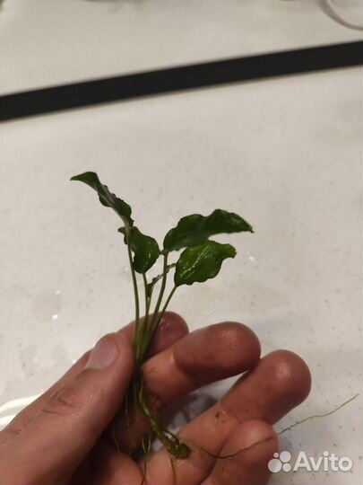 Аквариумное растение анубиас и не только