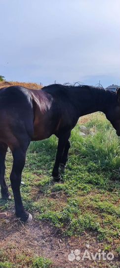 Лошади, жеребчики