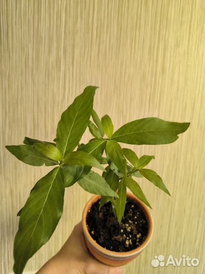 Рондолетия розовая леукофила