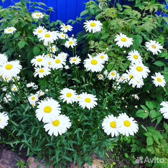 Садовые цветы