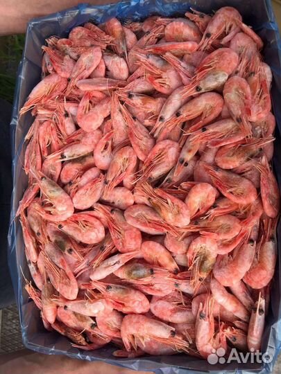 Креветки северные 90/120