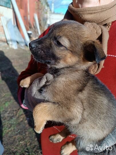 Милые щенята