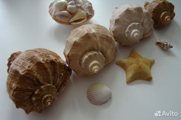 Ракушки для аквариума