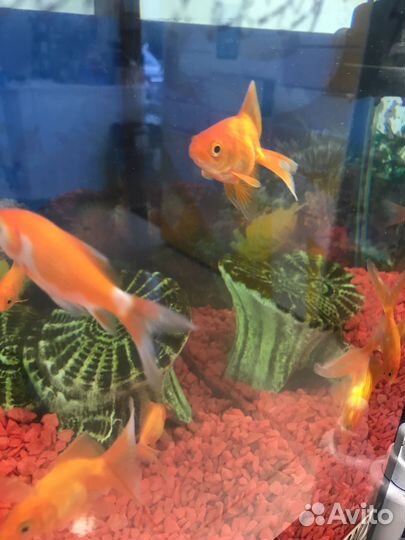 Золотая рыбка, петушок, скалярия, гуппи и другие