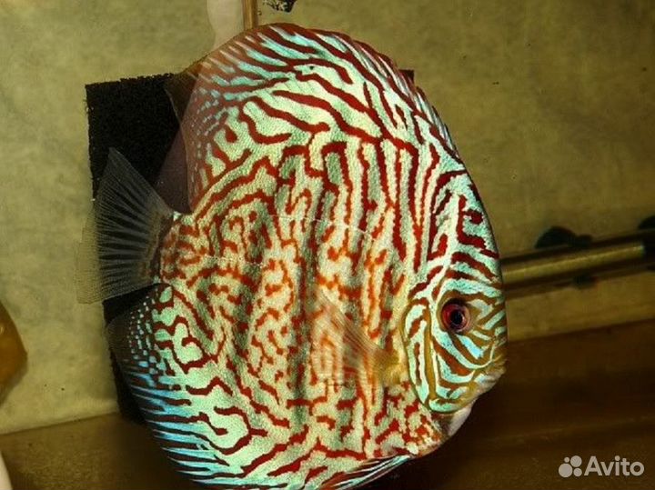 Дискус Пиджен Чекерборд (арт 3001)