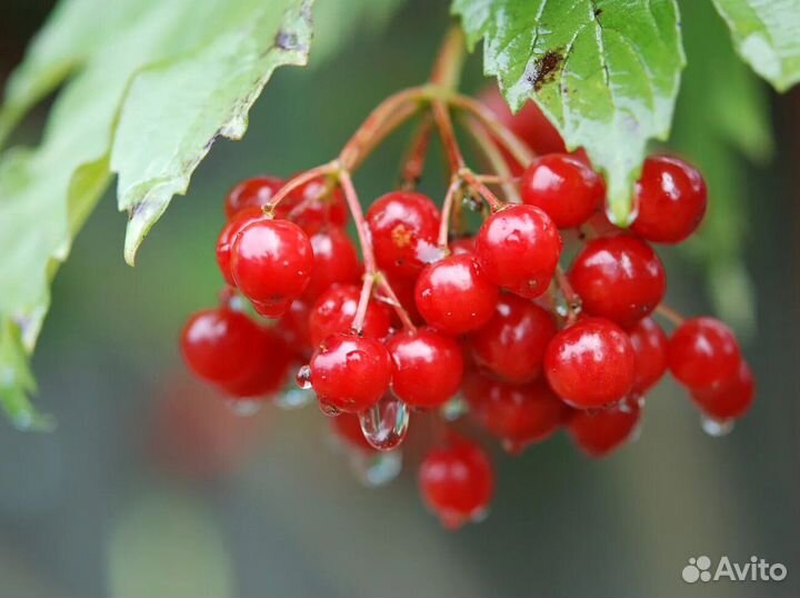 Калина красная саженец