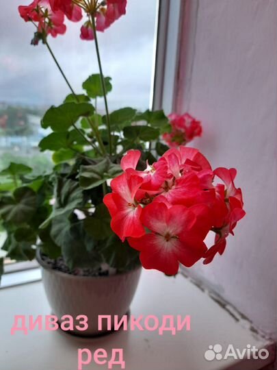 Пеларгония герань