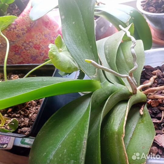 Орхидея Дендробиум Фаленопсис