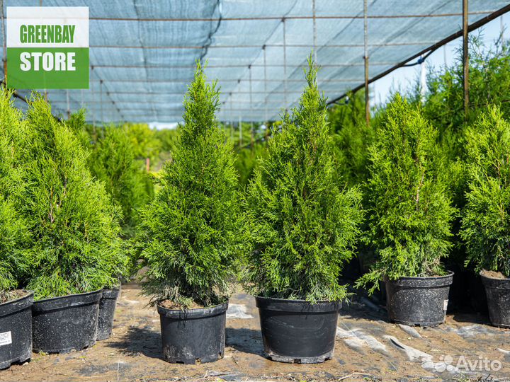 Туя смарагд 0,8 м свежая копка 2023