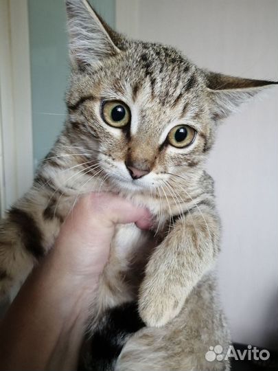 Котенок девочка 3,5 месяцев