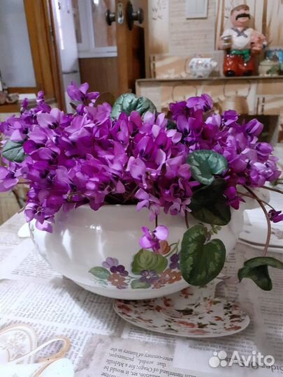 Луковицы цикломенов,подснежники,анимоны