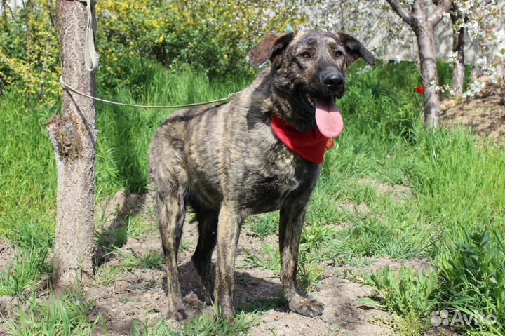 Тигра в поисках дома