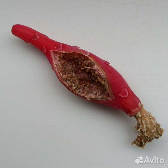 G.mihanovichii, anisitsii семена