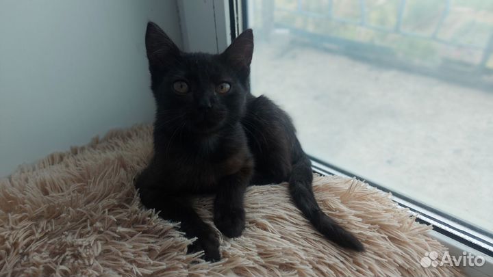 Котик в добрые руки