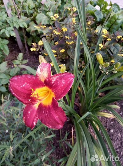 Продам излишки из своего сада, откапаю при вас