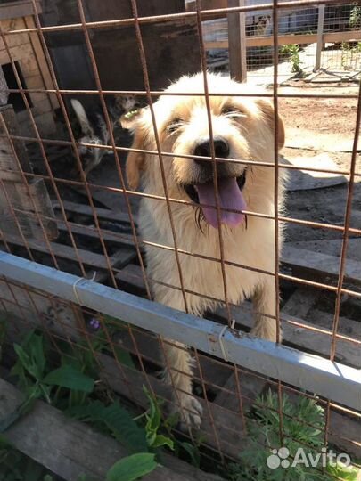 Пушистая страдалица