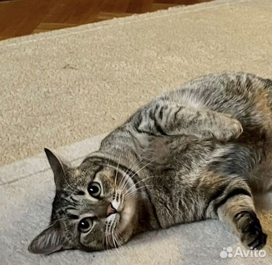 Ждем хозяина