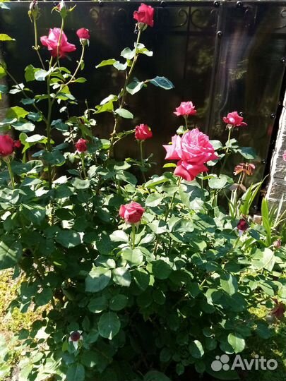 Кустовые розы саженцы