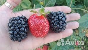 Ежевика киова
