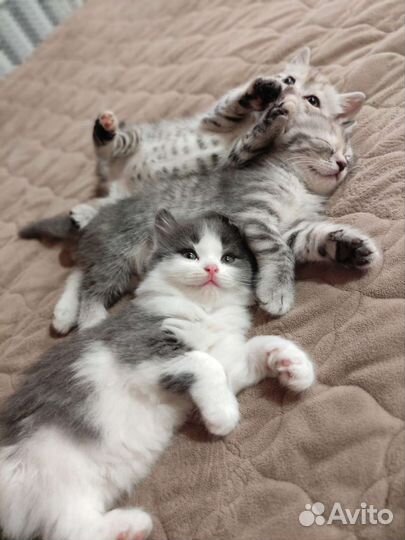 Кошки бесплатно