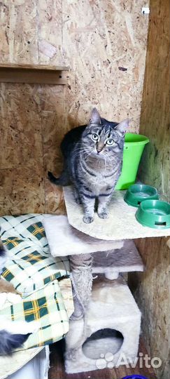 Кошка Тигра