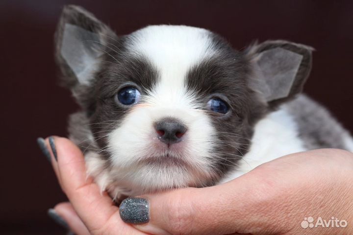 Чихуахуа мини