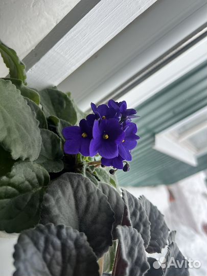 Комнатные цветы