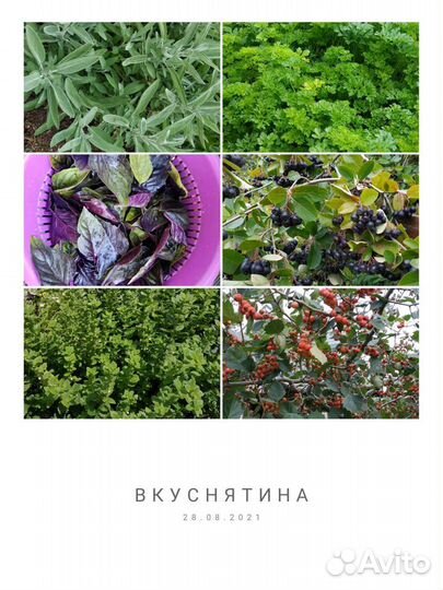 Мелисса лимонная, душица
