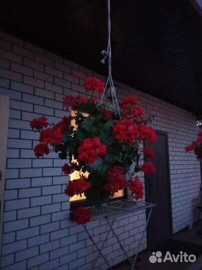 Пеларгония ампельная два сорта