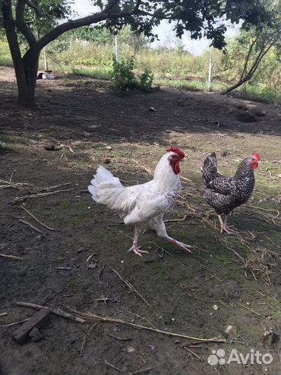 Пушкинские петухи