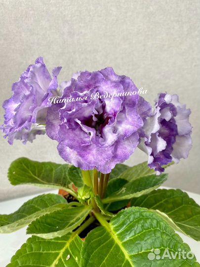 Глоксиния сортовая