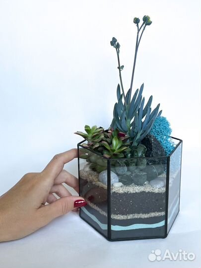 Флорариум суккуленты