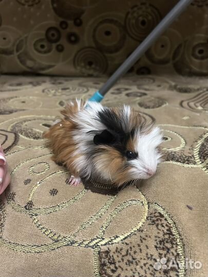 Морская свинка