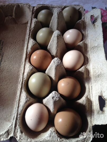 Инкубационное яйцо фазана