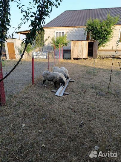 Овцы бараны ягнята