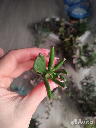 Крассула хоббит