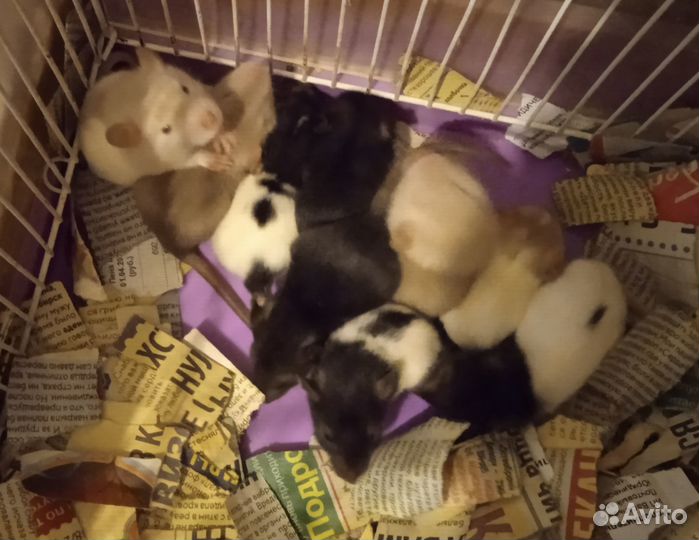 Декоративные крысы