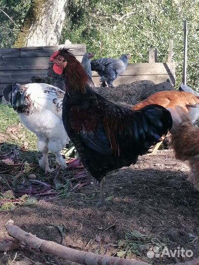 Петухи домашние 5-6мес