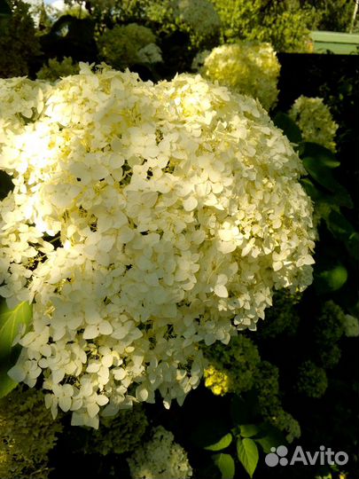 Гортензия древовидная