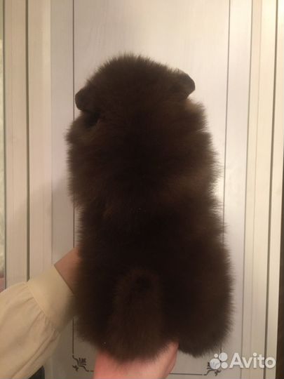 Шпиц мини девочка и мальчик бело крем