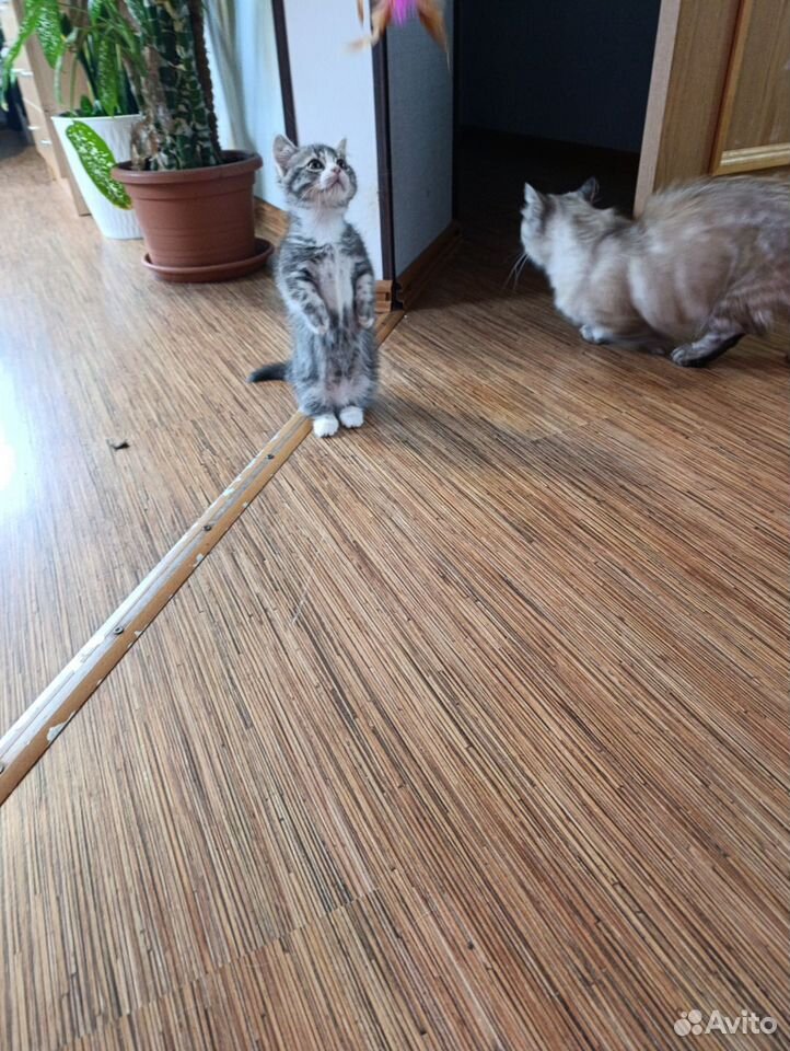 Манчкин котёнок, Краснодар