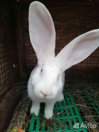 Кролики Ризен(немецкий великан)